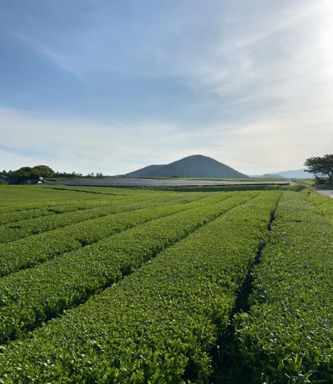 A tea field in Jeju.